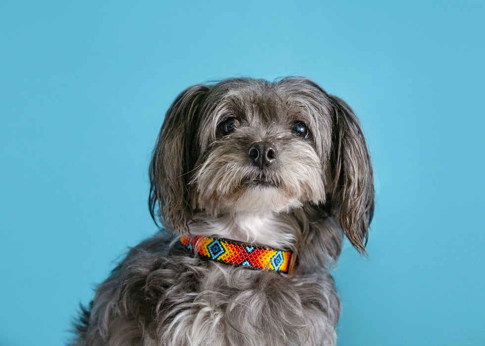 Collar Correa Para Perro Mascota Tejido A Mano Veeda Talla S Diseño Coco