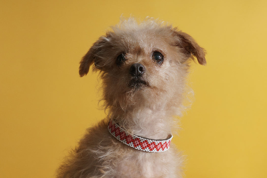 Collar Correa Perro Mascota Tejido A Mano Veeda Talla S Diseño Ofelia